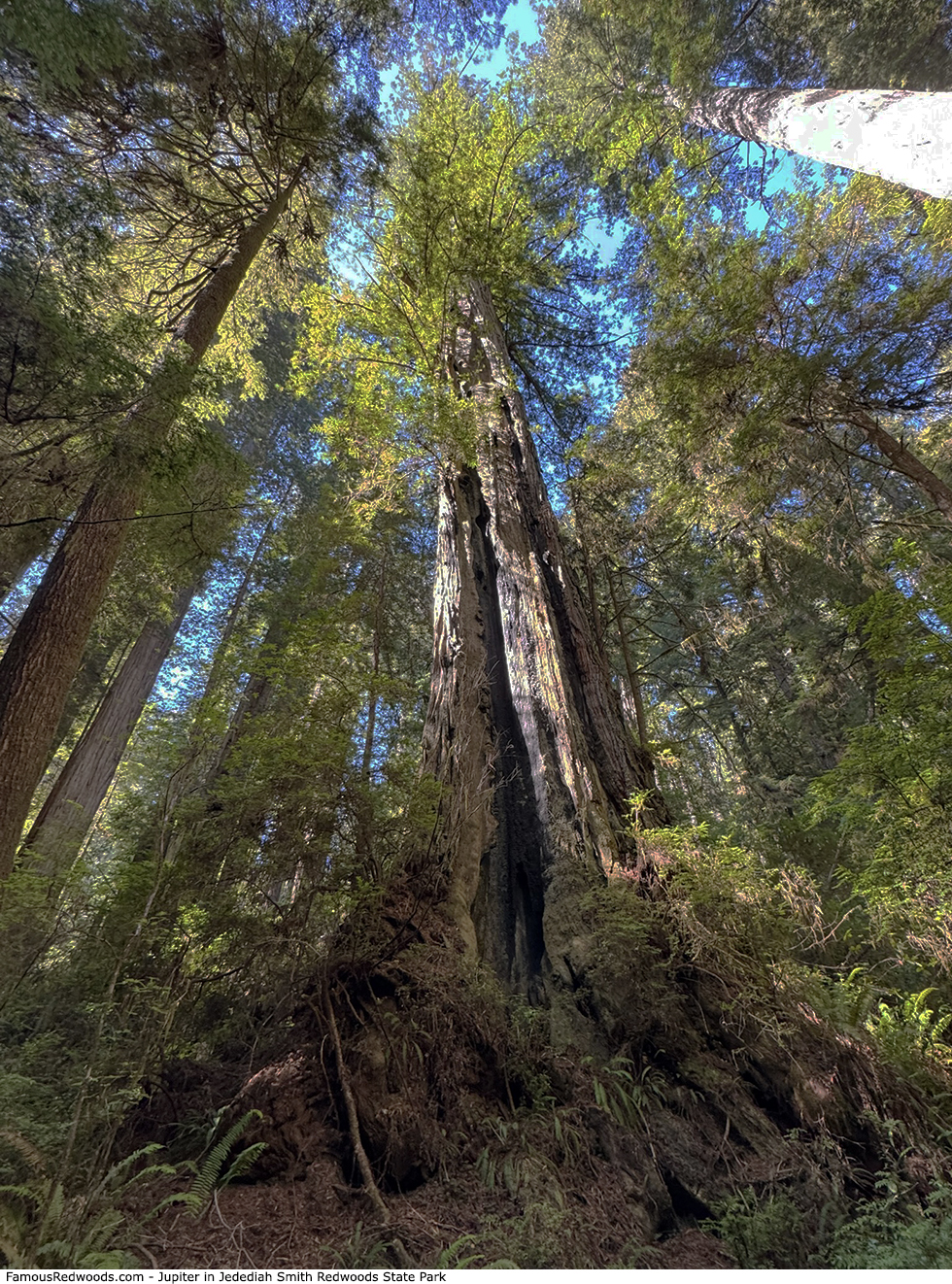 Jedediah Smith Redwoods State Park - Jupiter Tree