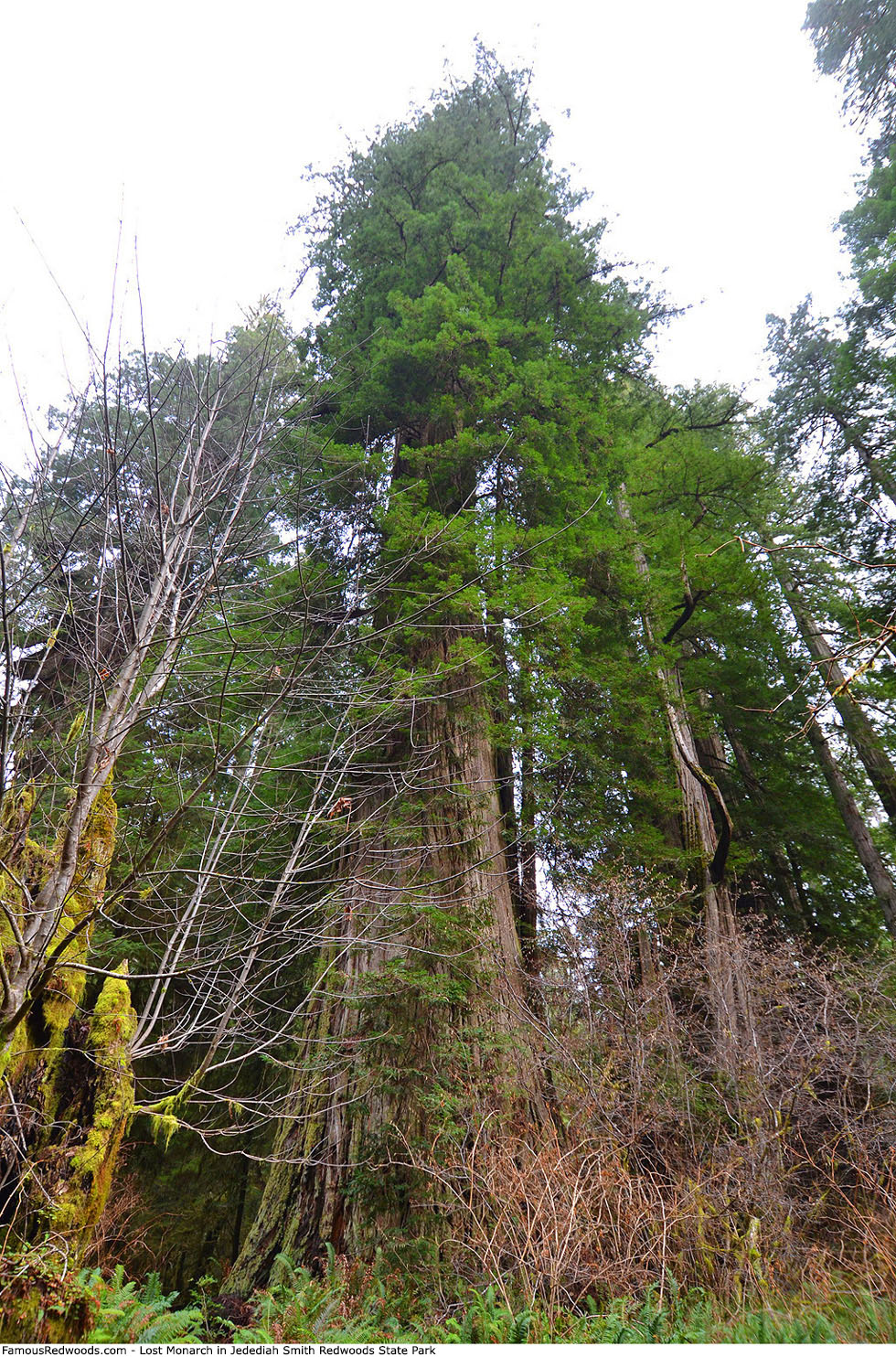 Jedediah Smith Redwoods State Park - Lost Monarch Tree