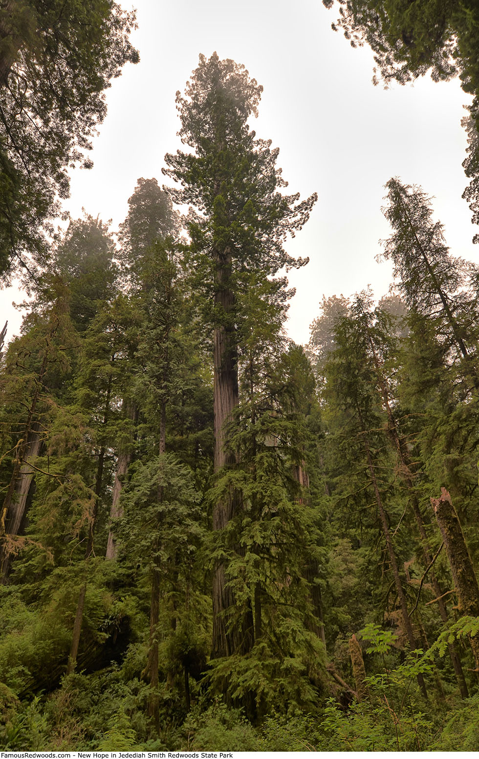 Jedediah Smith Redwoods State Park - New Hope Tree