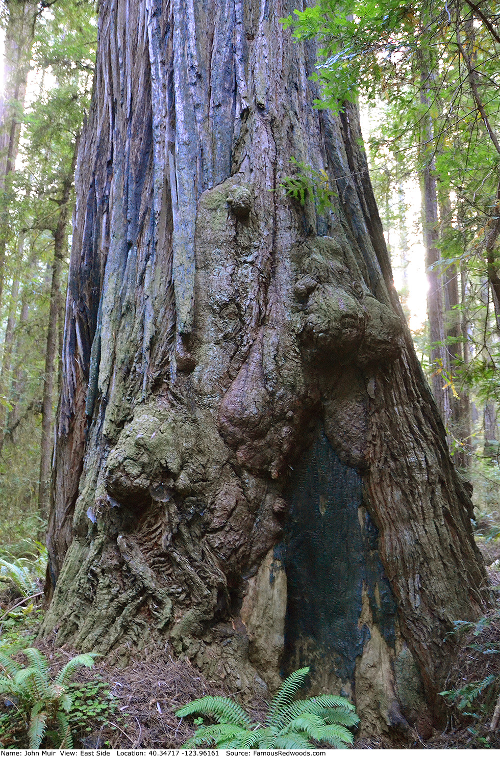 John Muir Tree