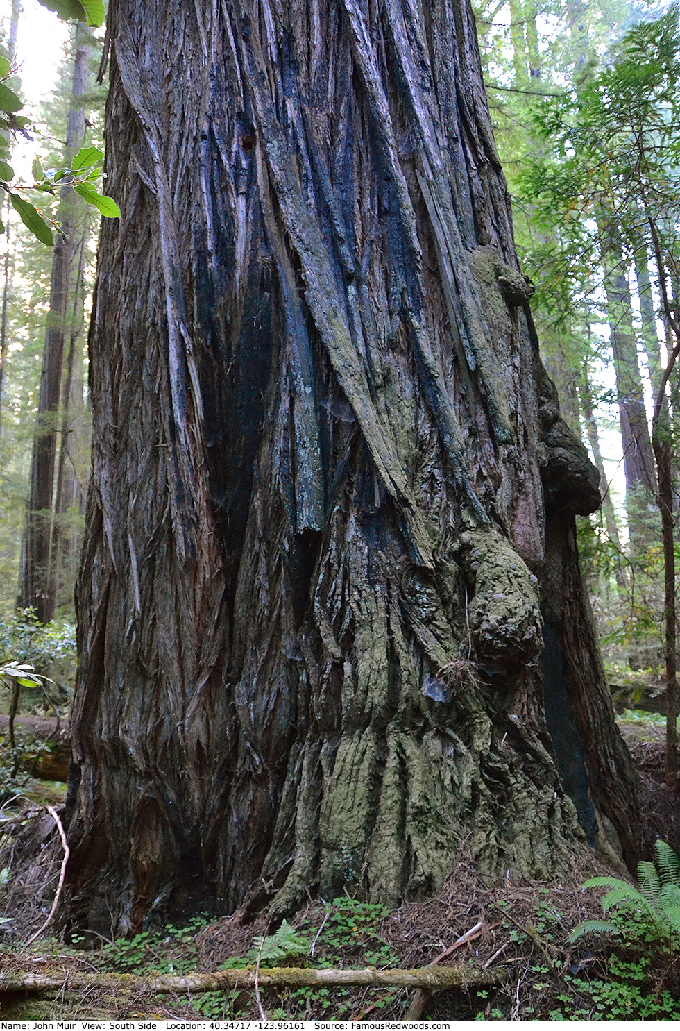 John Muir Tree