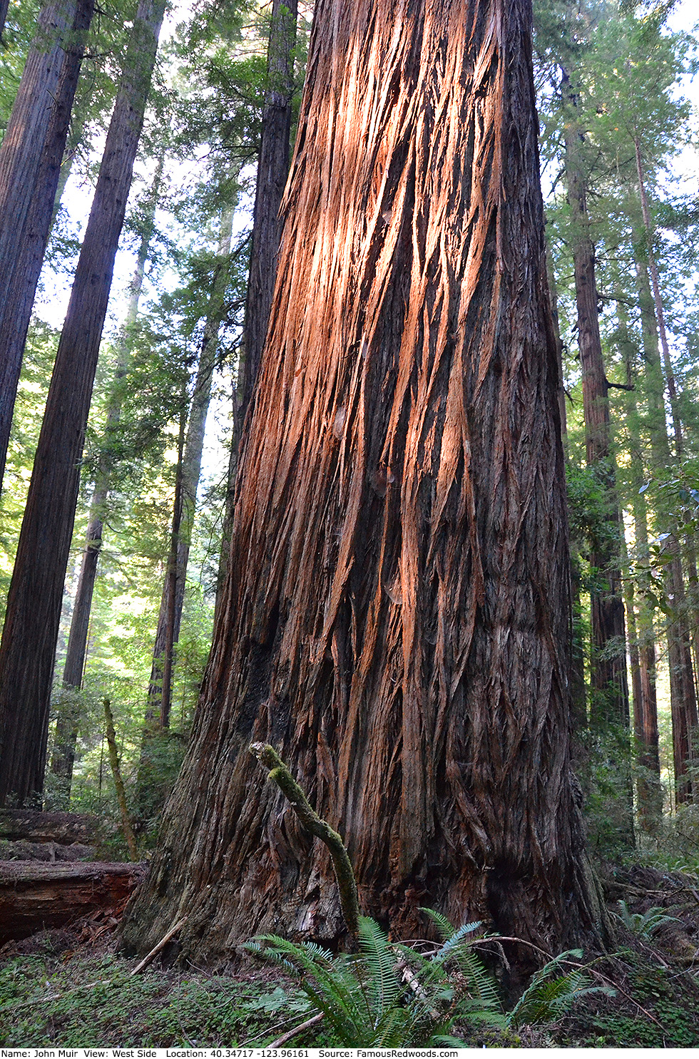 John Muir Tree