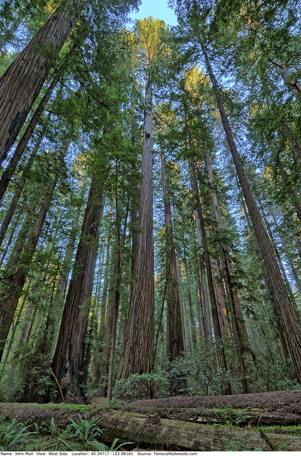 John Muir Tree