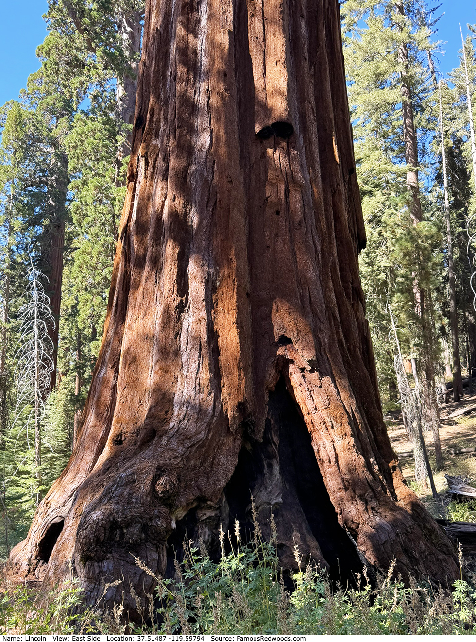 Lincoln Tree