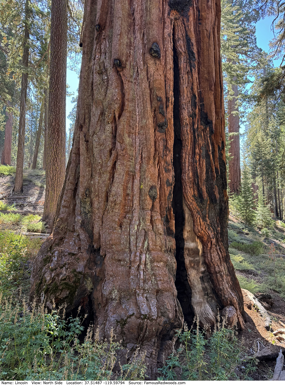 Lincoln Tree