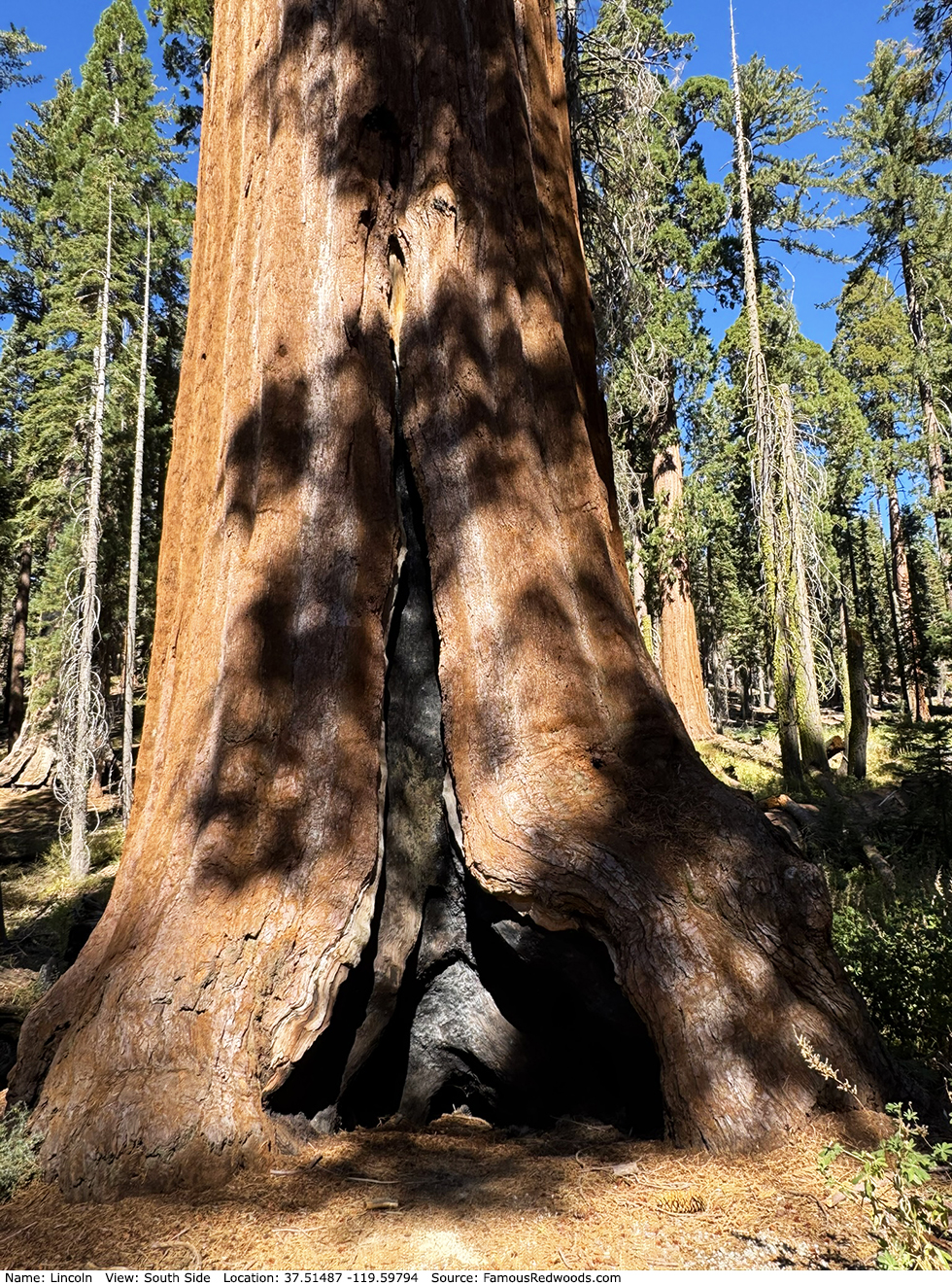 Lincoln Tree