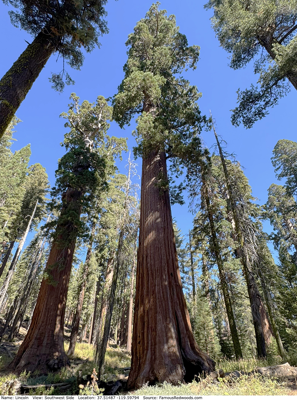 Lincoln Tree