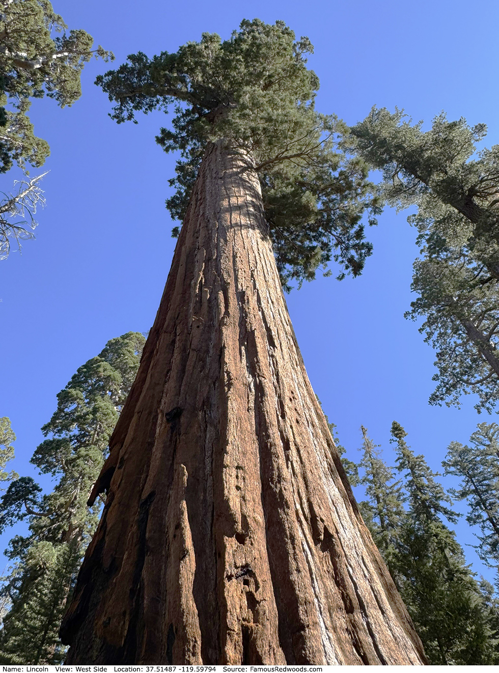 Lincoln Tree