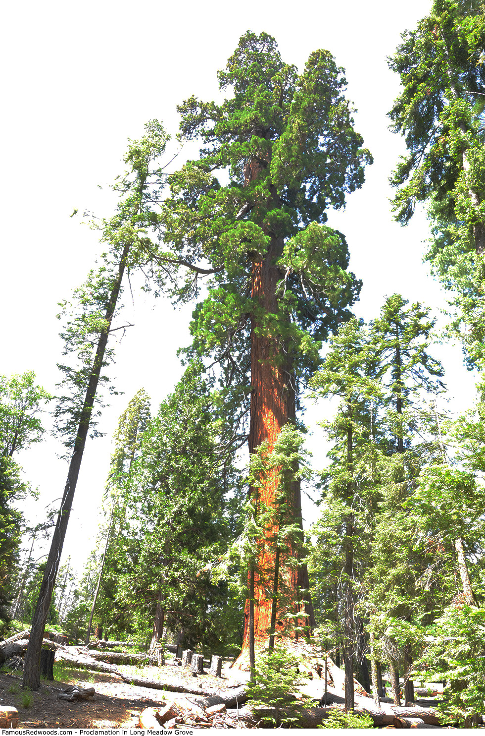 Long Meadow Grove - Proclamation Tree