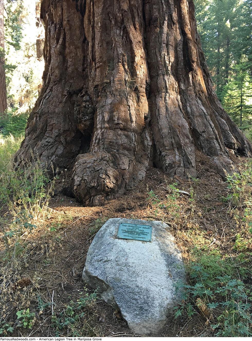 Mariposa Grove - American Legion Tree