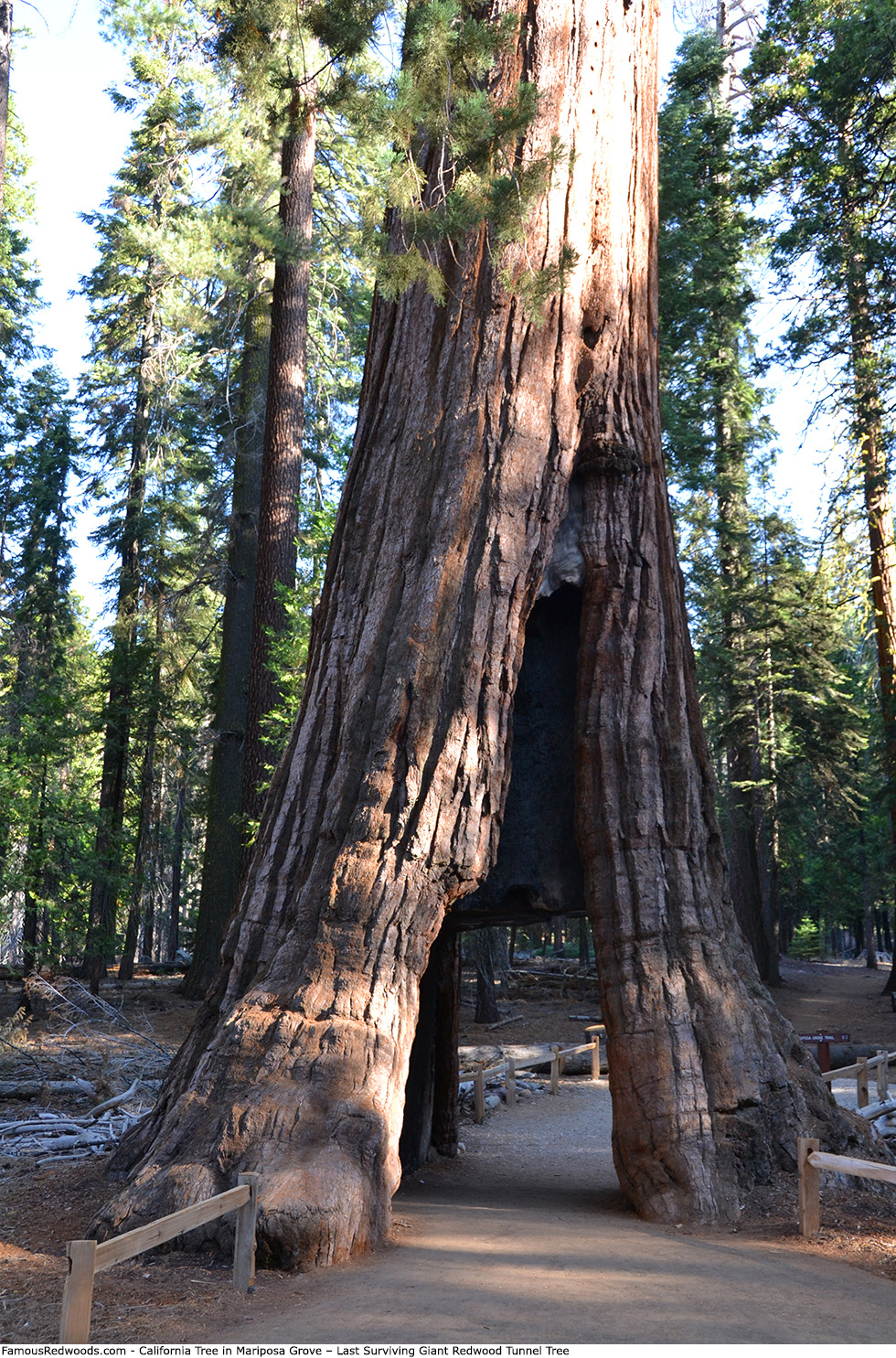 Mariposa Grove - California Tree