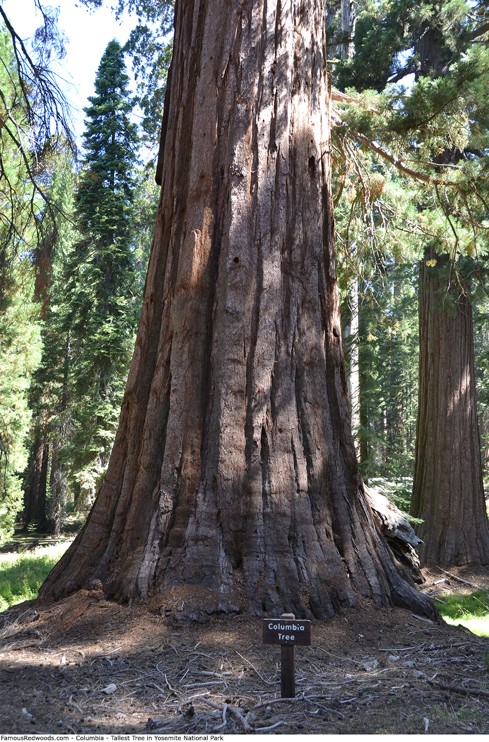 Mariposa Grove - Columnbia Tree