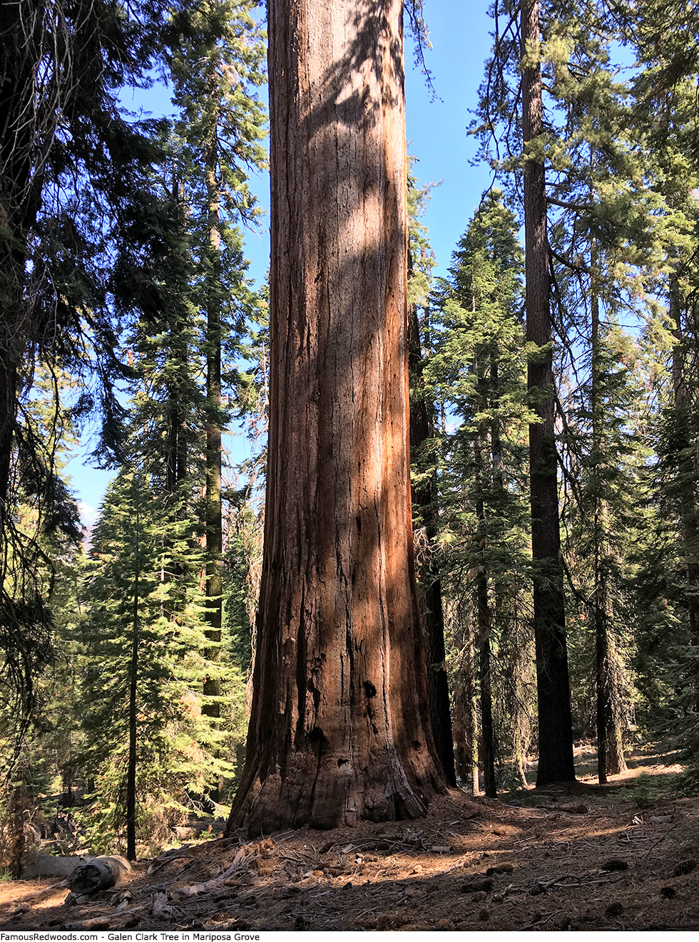Mariposa Grove - Galen Clark Tree