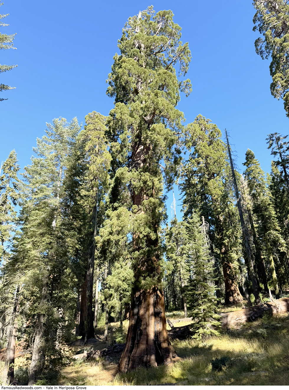 Mariposa Grove - Yale Tree