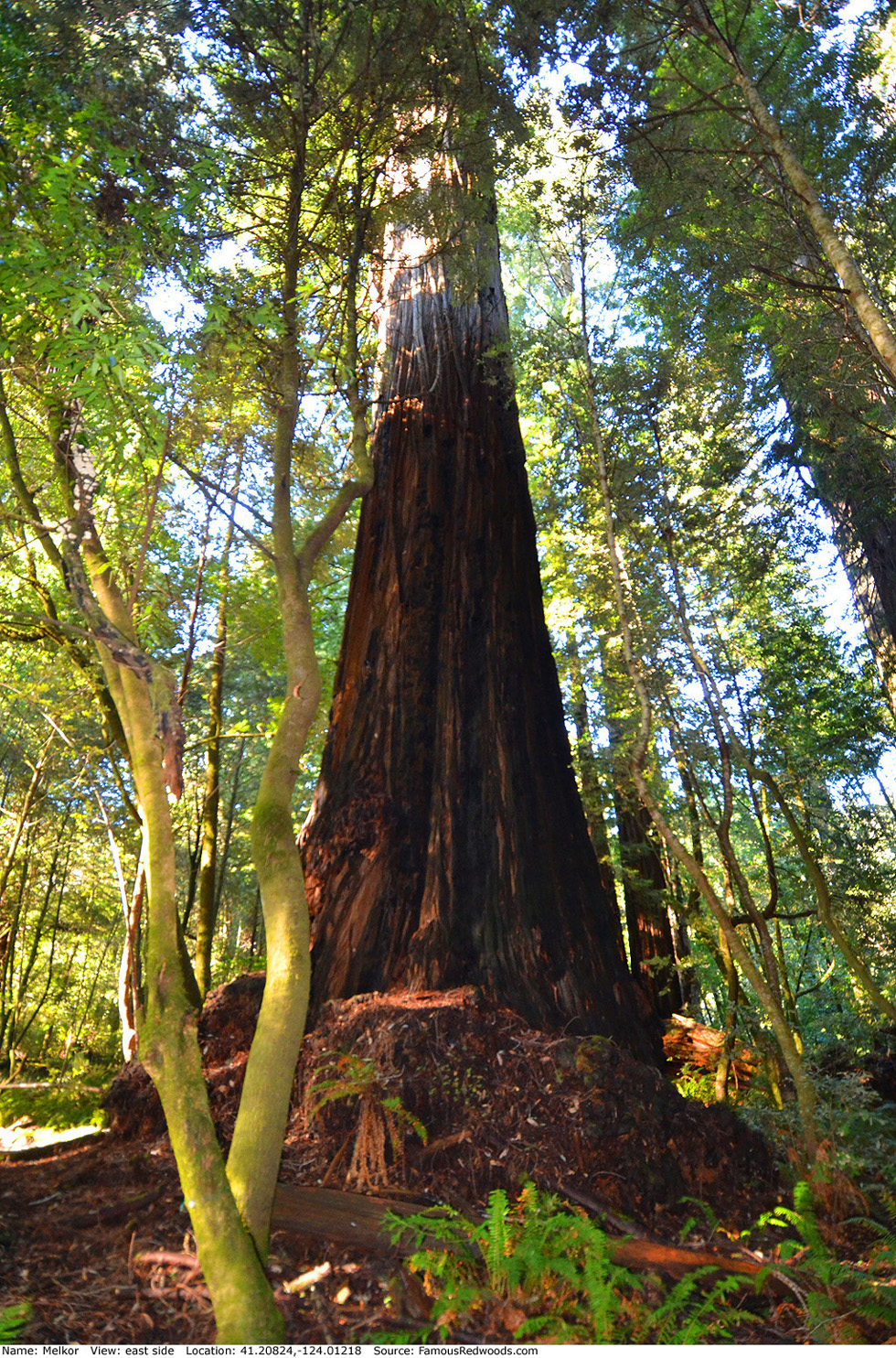 Melkor Tree