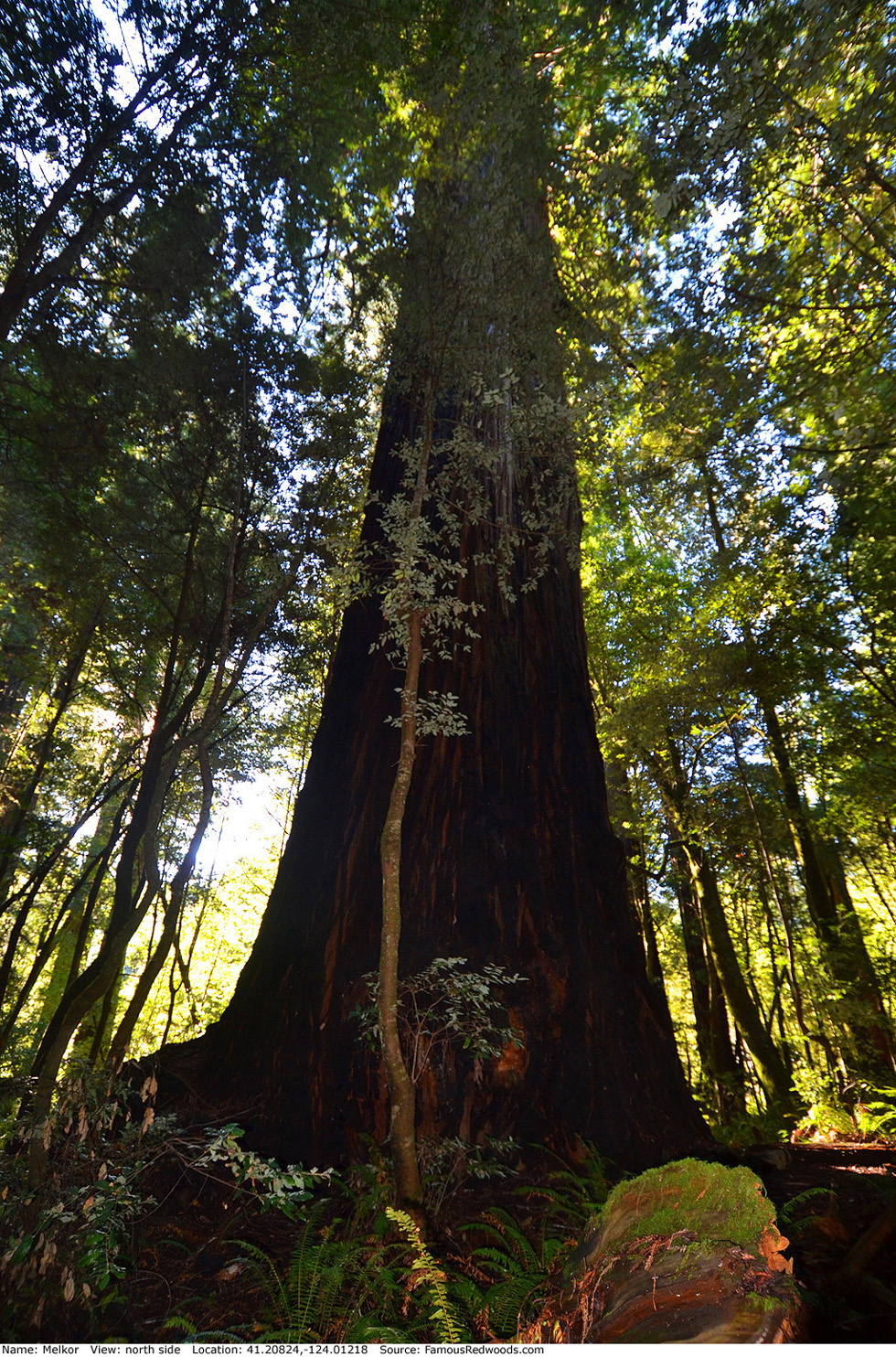 Melkor Tree