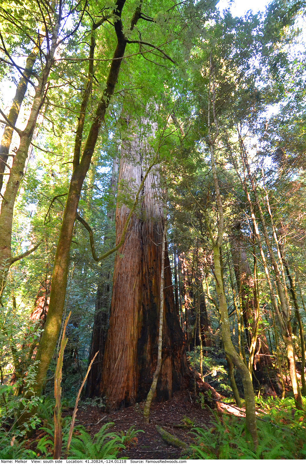 Melkor Tree