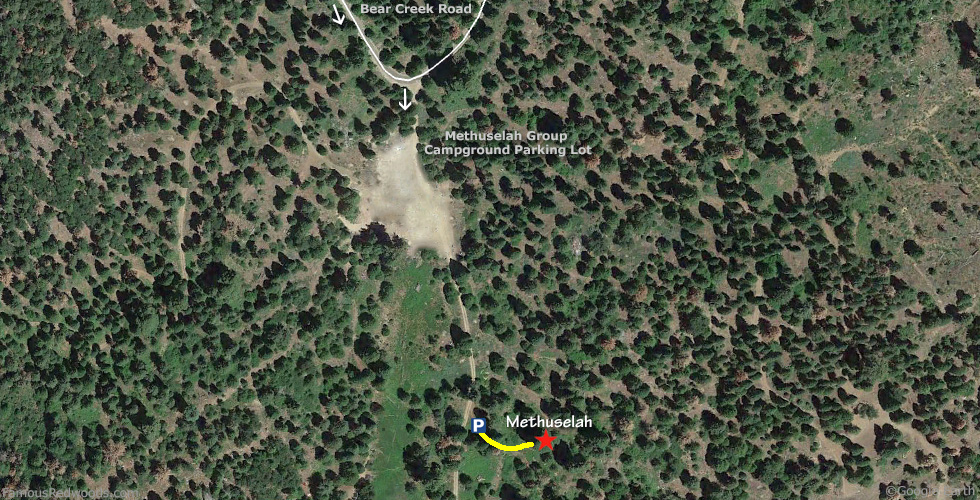 Methuselah Tree Hike Map