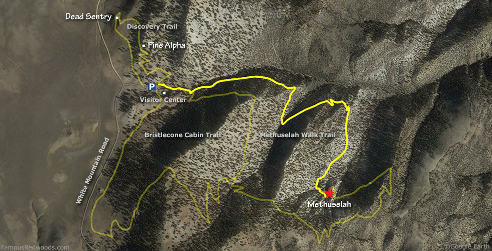 Methuselah Tree Hike Map