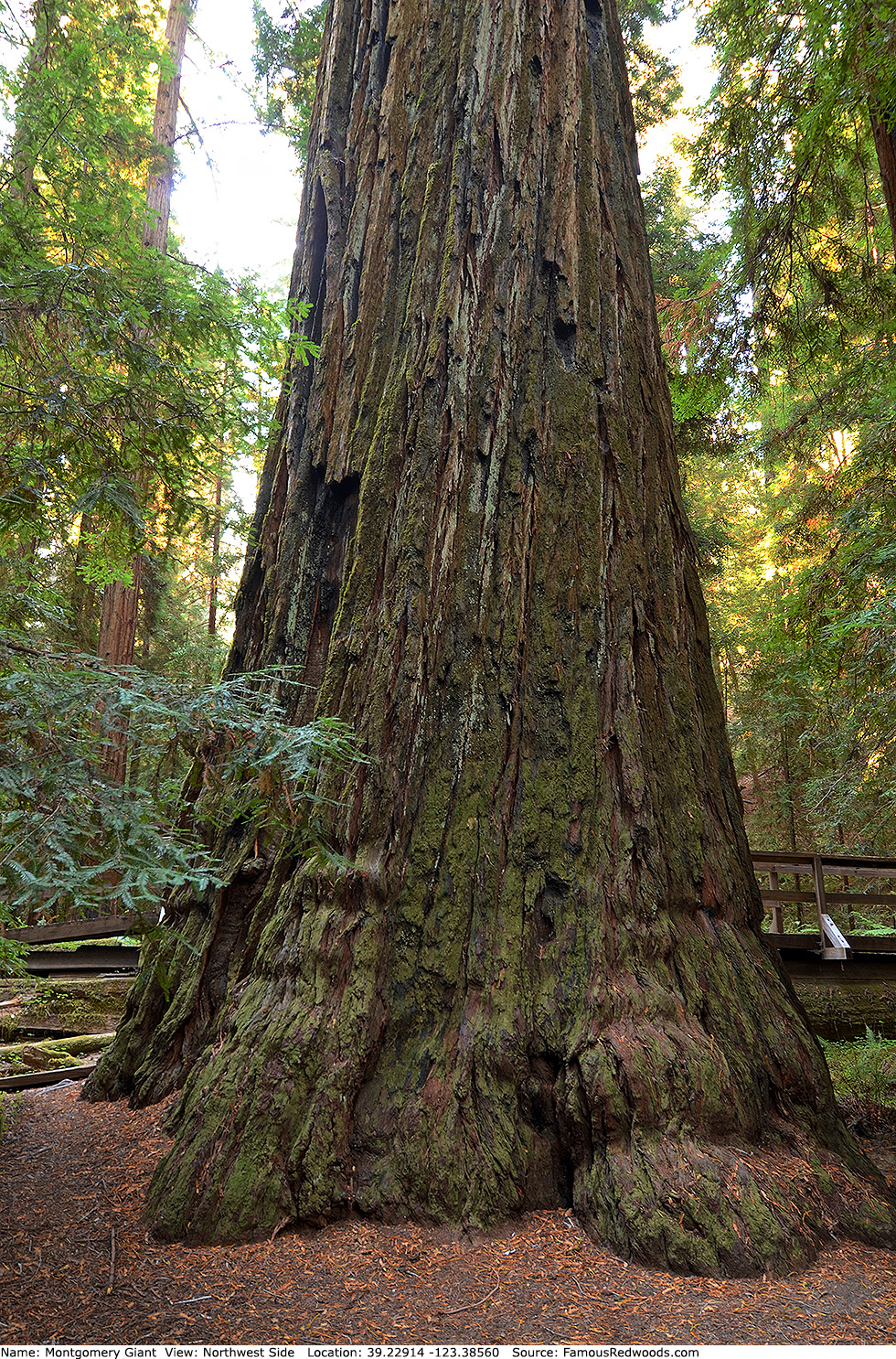 Montgomery Giant Tree