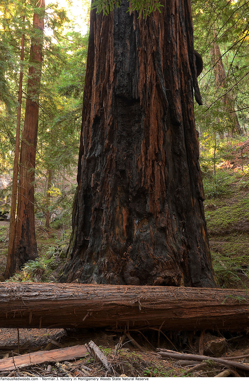 Montgomery Woods State Natural Reserve - Norman J. Hendry Tree