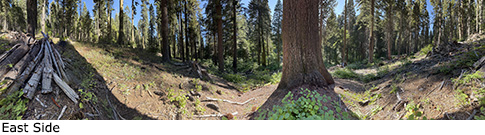 Mossy Creek Giant Tree
