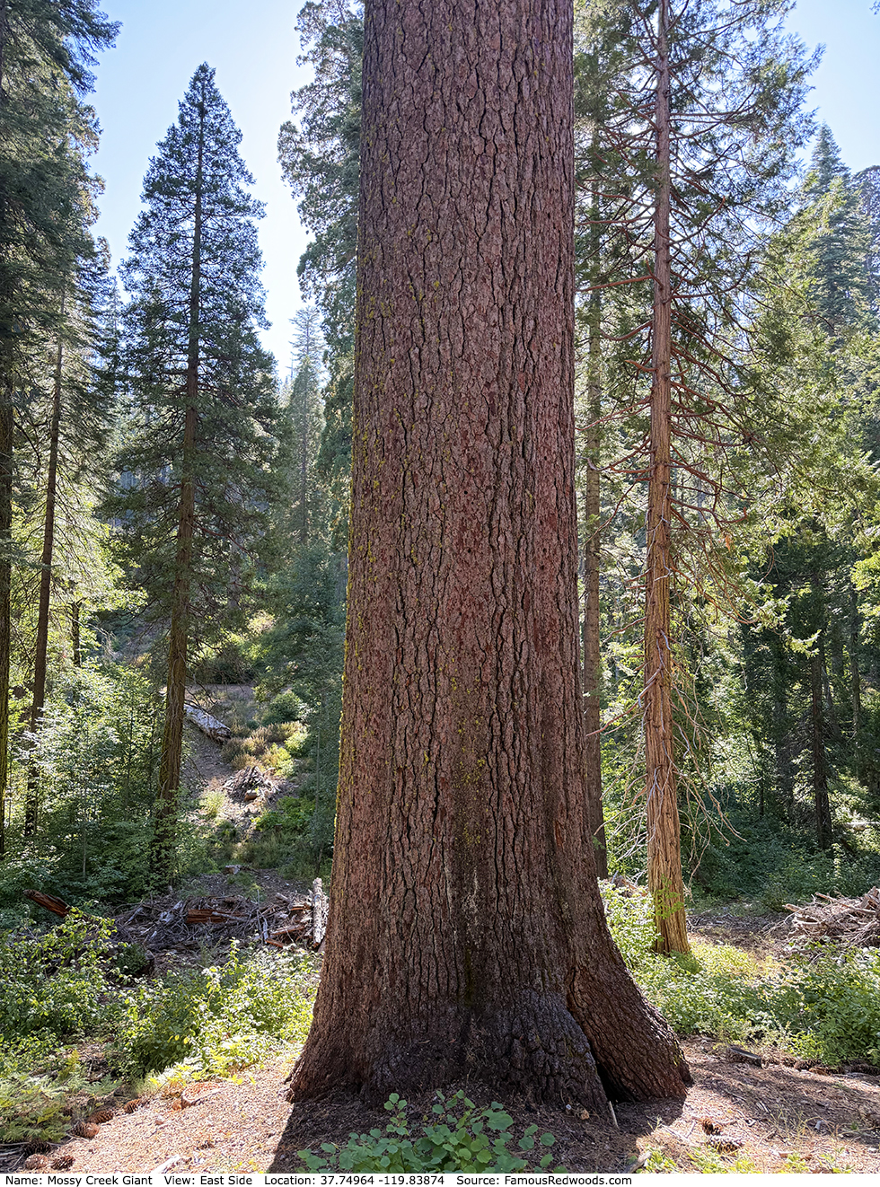 Mossy Creek Giant Tree