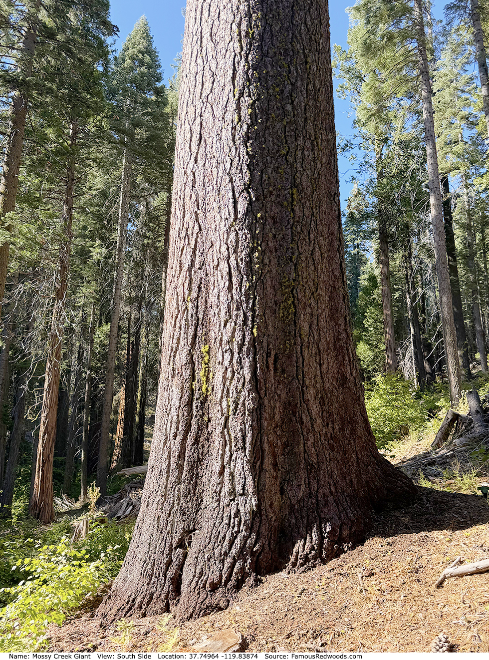 Mossy Creek Giant Tree