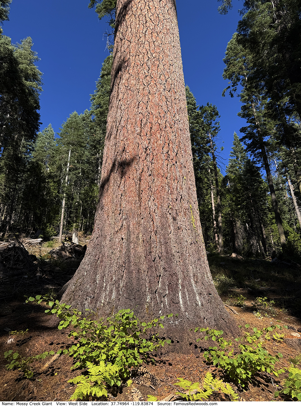 Mossy Creek Giant Tree