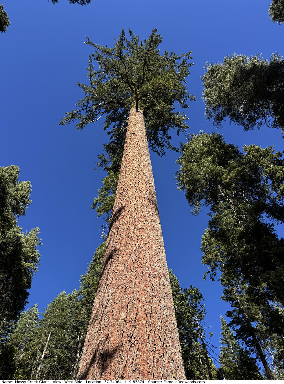 Mossy Creek Giant Tree