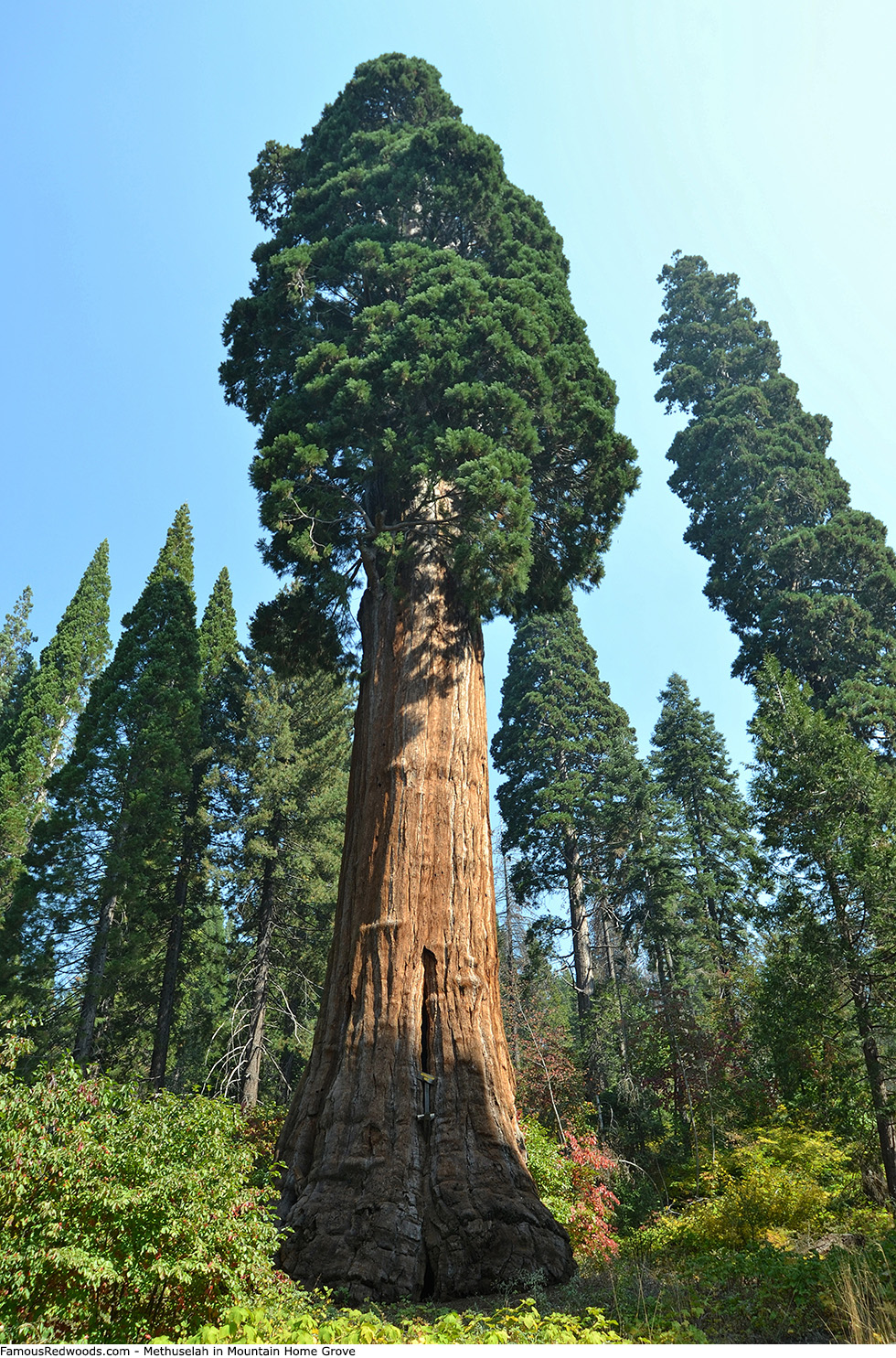 Mountain Home Grove - Methuselah Tree