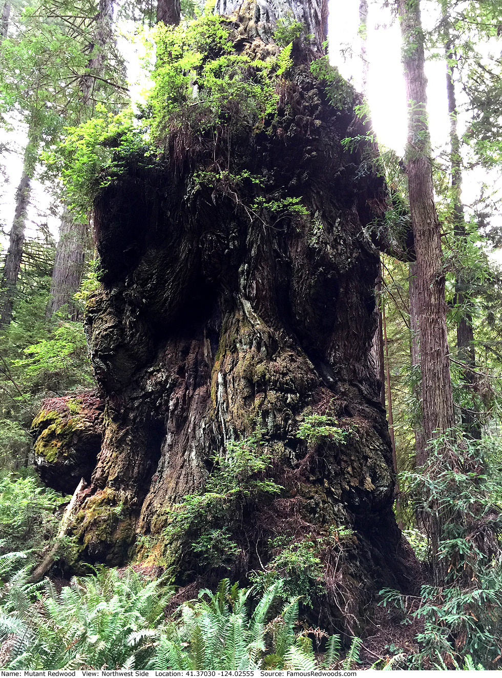 Mutant Redwood Tree