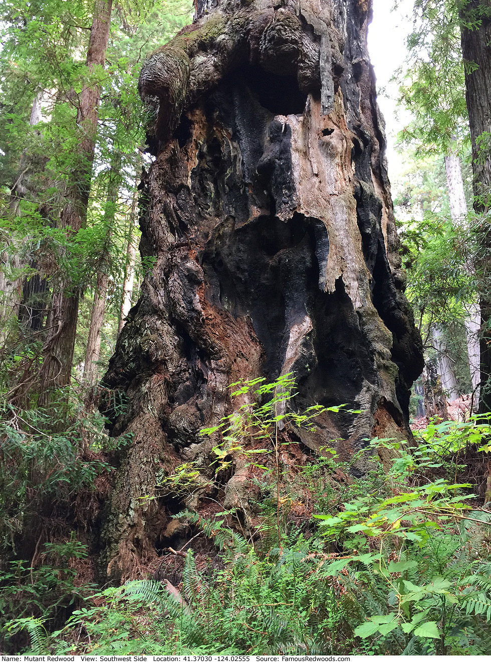 Mutant Redwood Tree