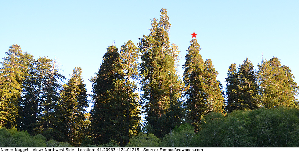 Nugget/National Geographic Tree