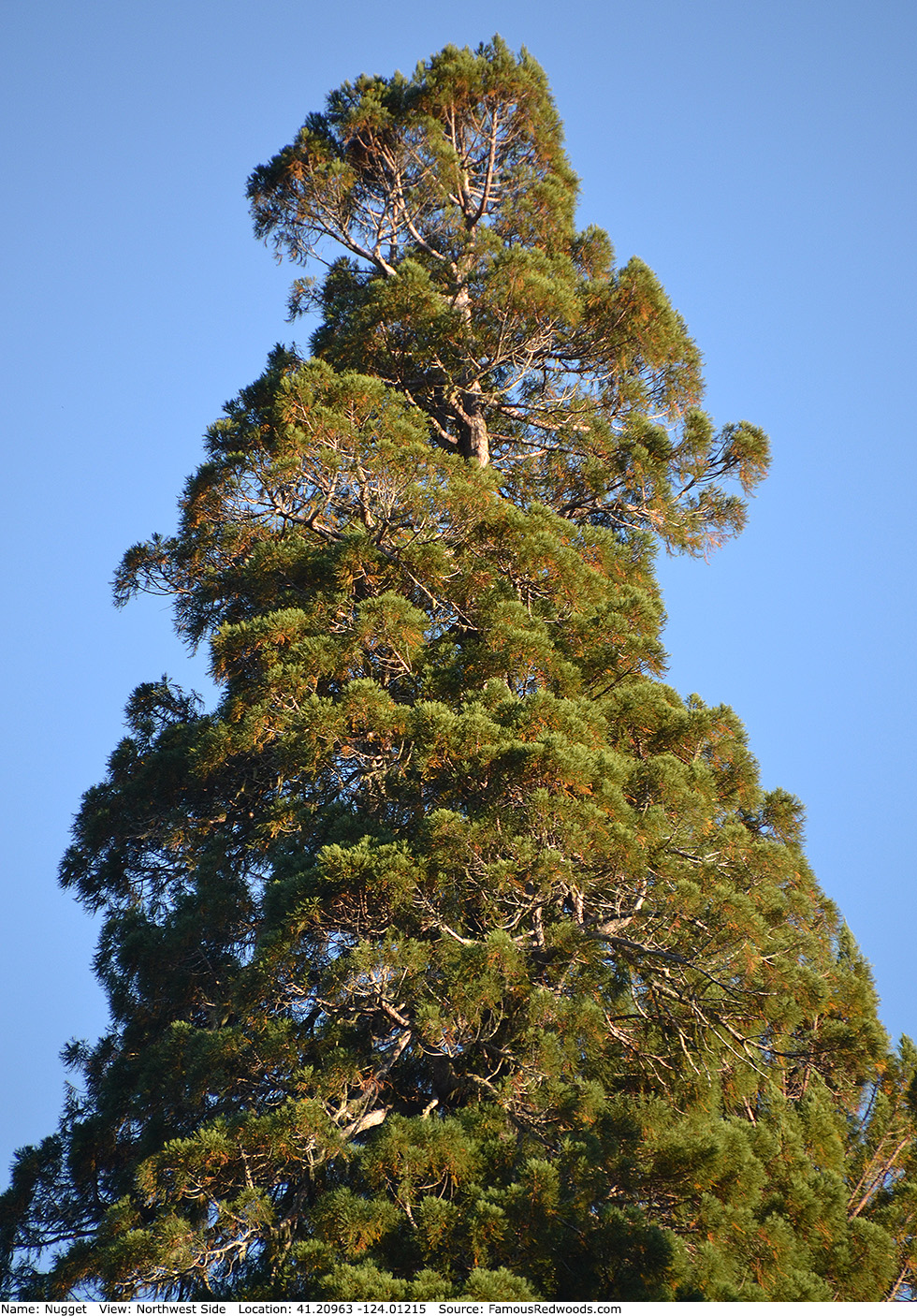 Nugget/National Geographic Tree