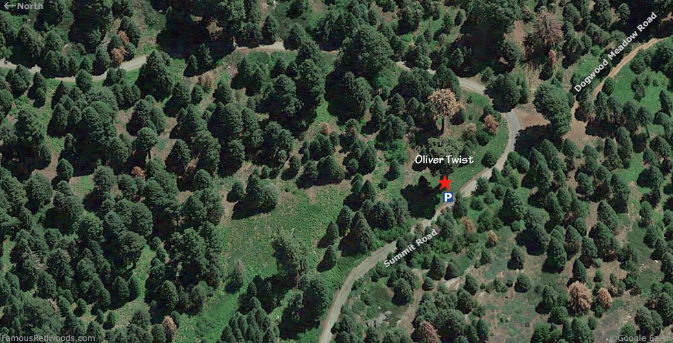 Oliver Twist Tree Hike Map