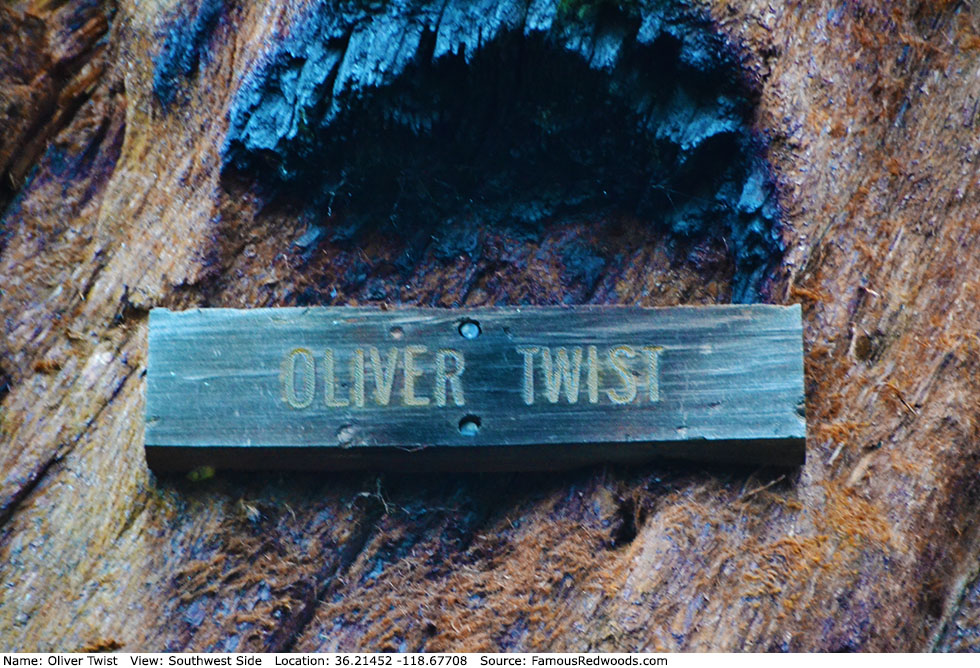 Oliver Twist Tree