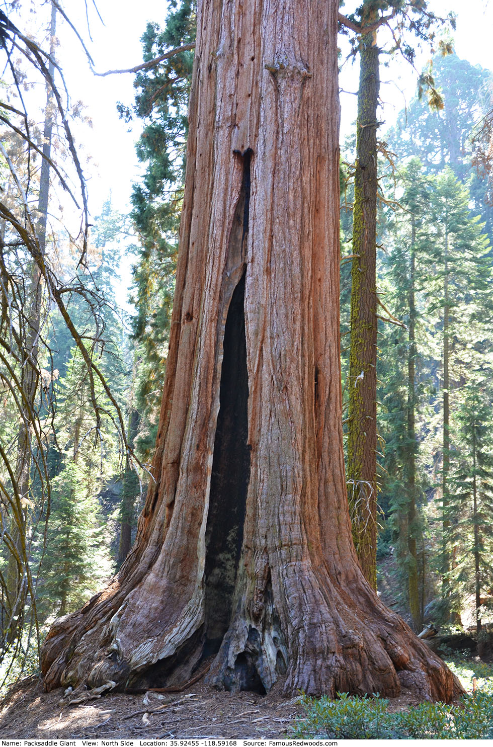 Packsaddle Giant Tree