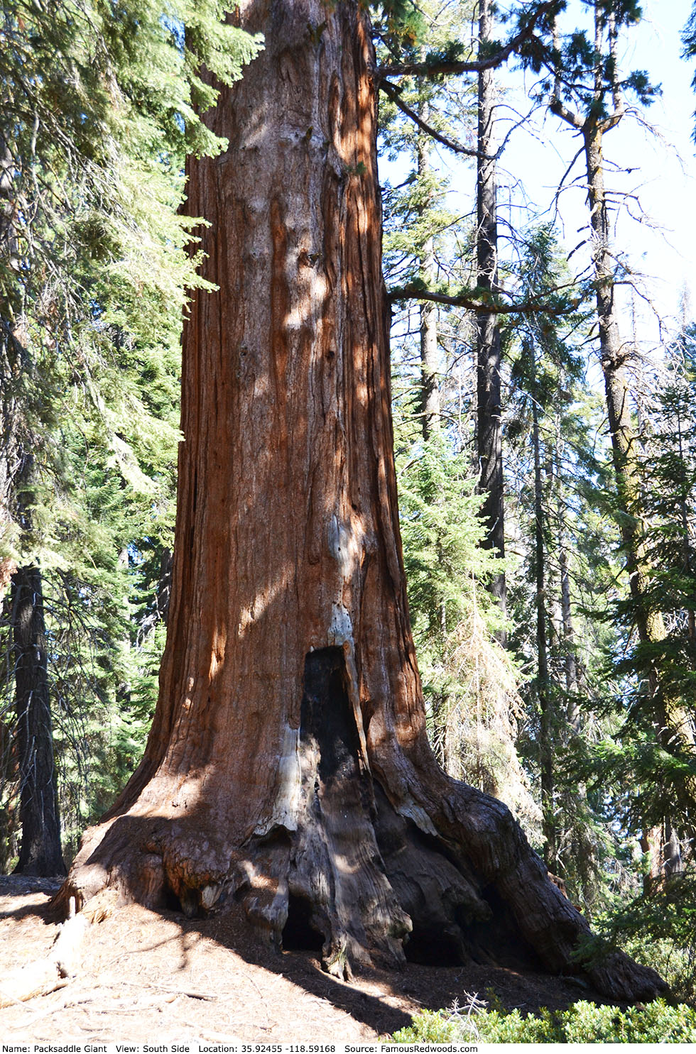 Packsaddle Giant Tree