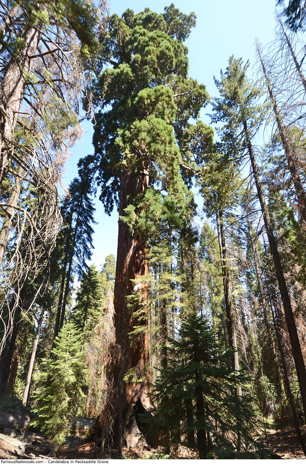 Packsaddle Grove - Candelabra Tree