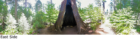 Palace Hotel Tree