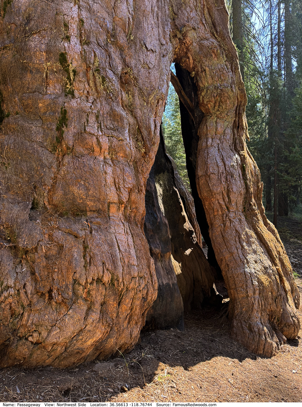 Passageway Tree