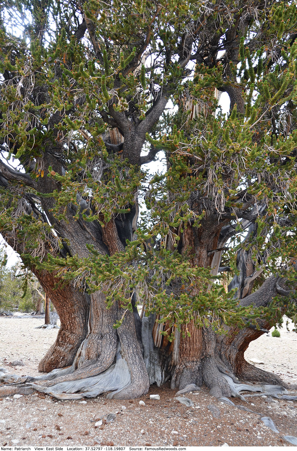 Patriarch Tree