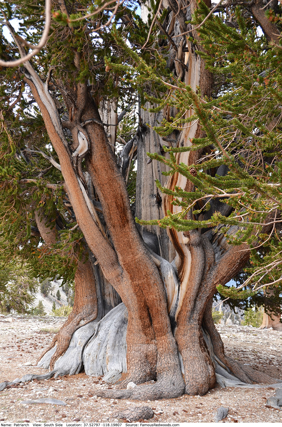 Patriarch Tree