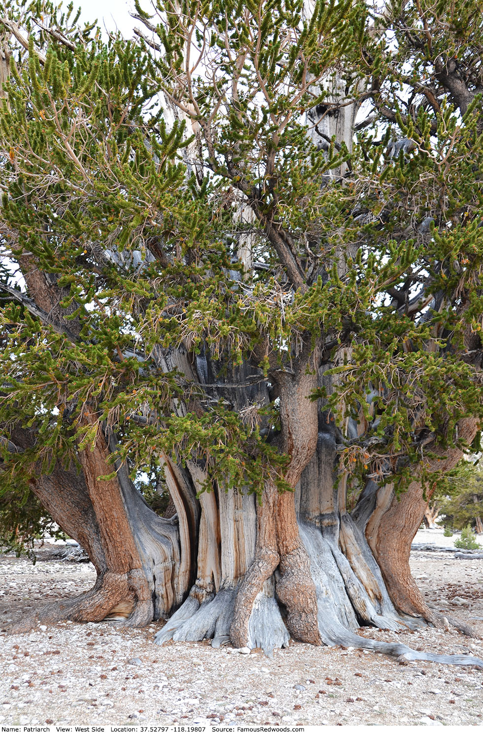 Patriarch Tree
