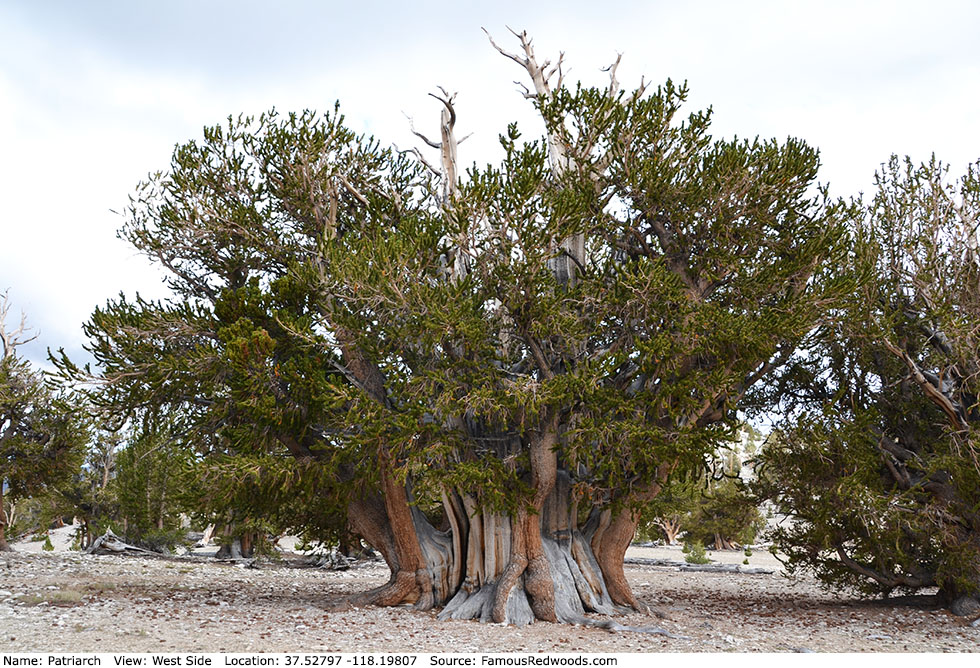 Patriarch Tree