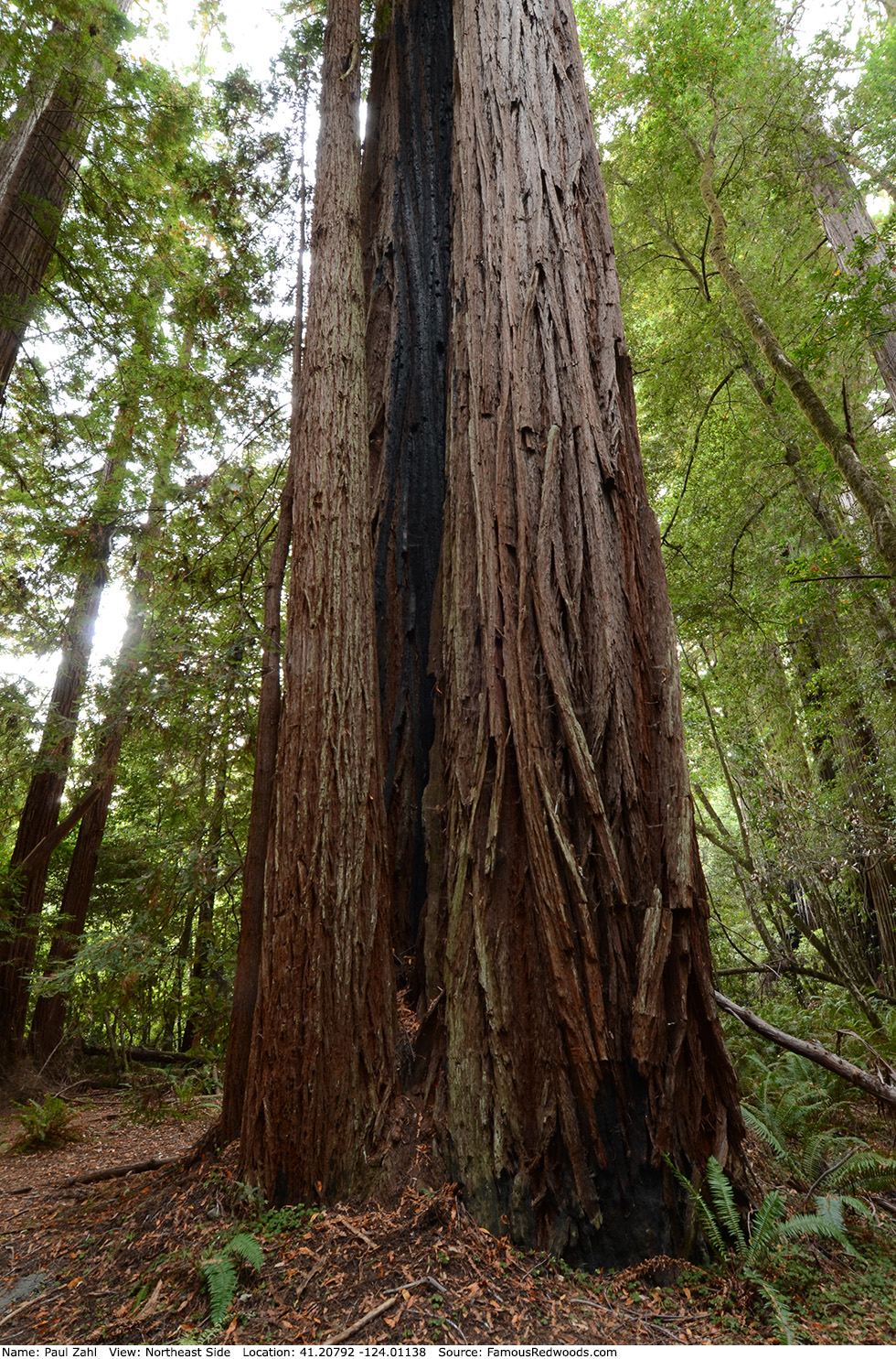 Paul Zahl Tree