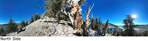 Pine Alpha Tree