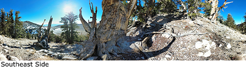 Pine Alpha Tree