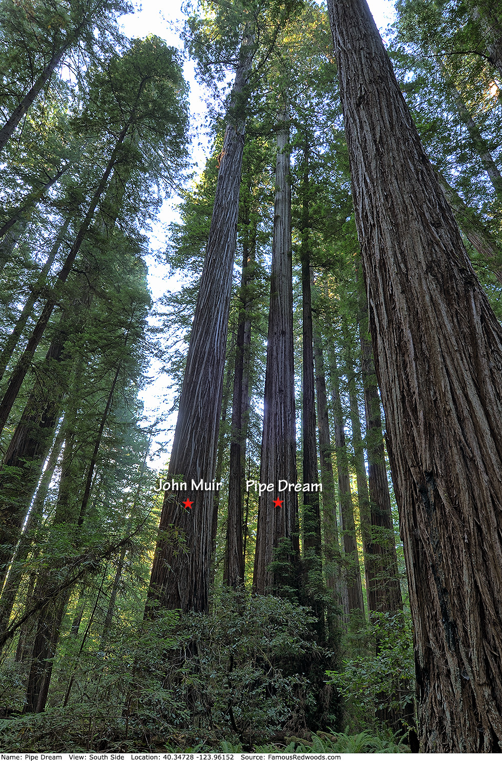 Pipe Dream Tree and John Muir Tree